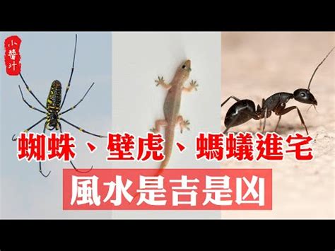 四腳蛇入屋風水|四腳蛇風水改運指南